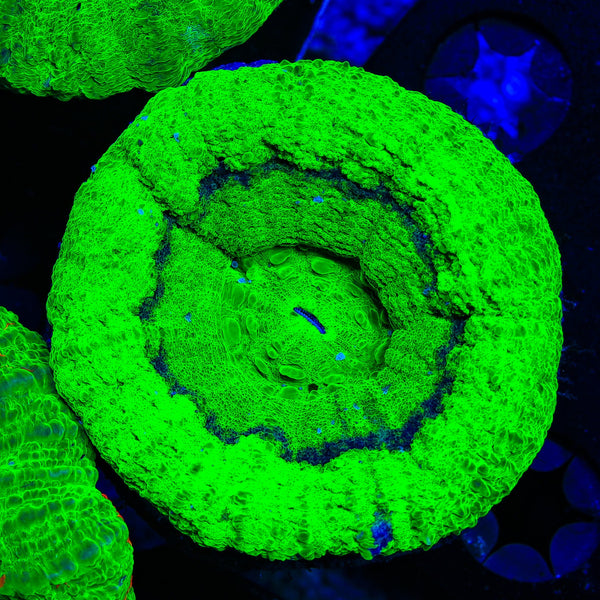 Neon UFO Scolymia Coral