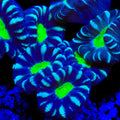 Nightmare Candy Cane Coral