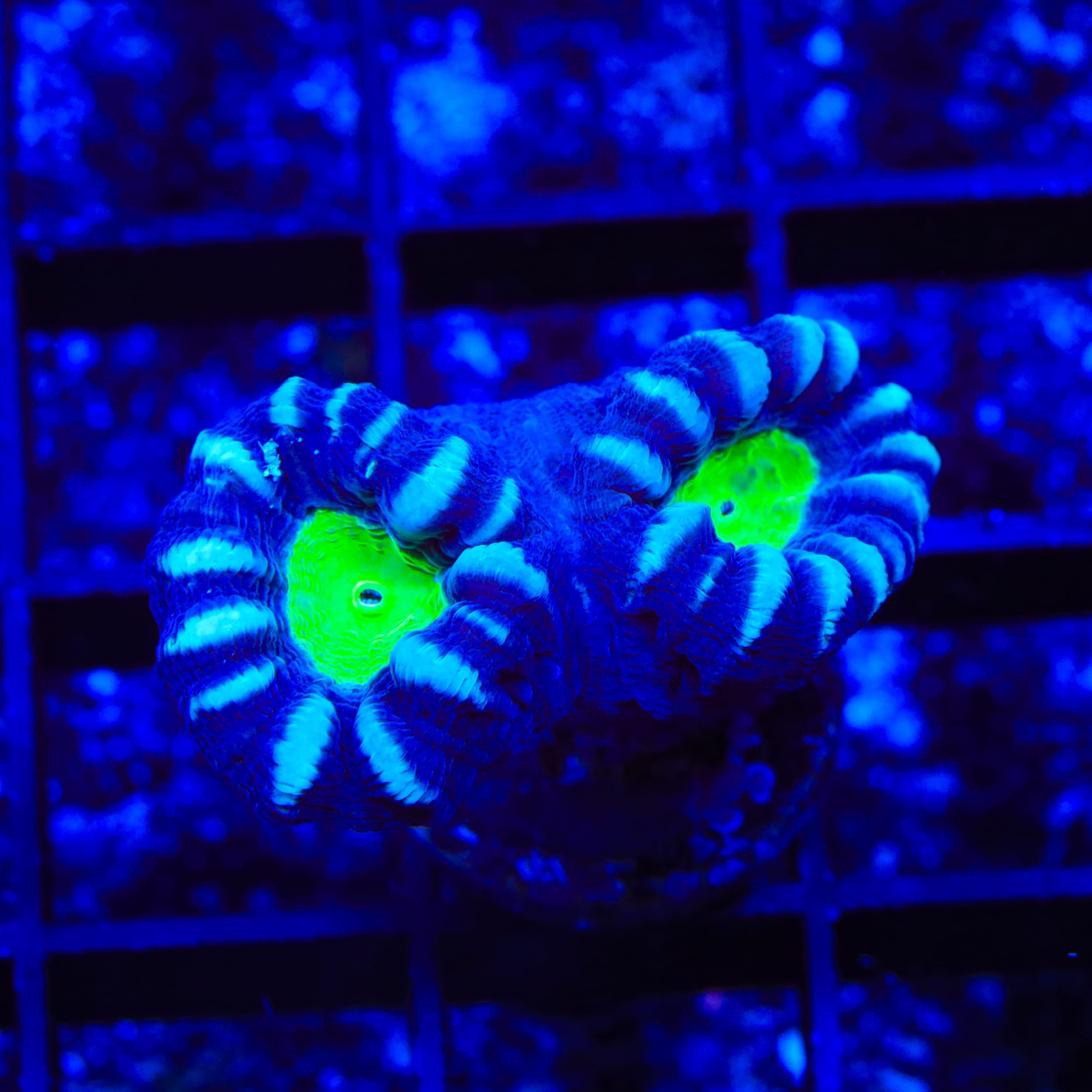 Nightmare Candy Cane Coral
