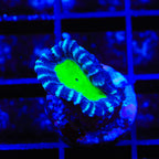 Nightmare Candy Cane Coral