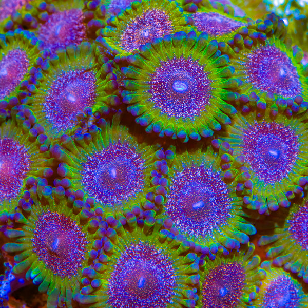 Northern Lights Zoanthids Coral