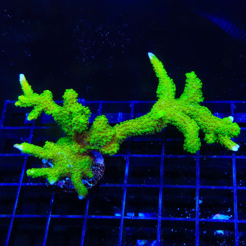 Nuclear Green Montipora Digitata Coral