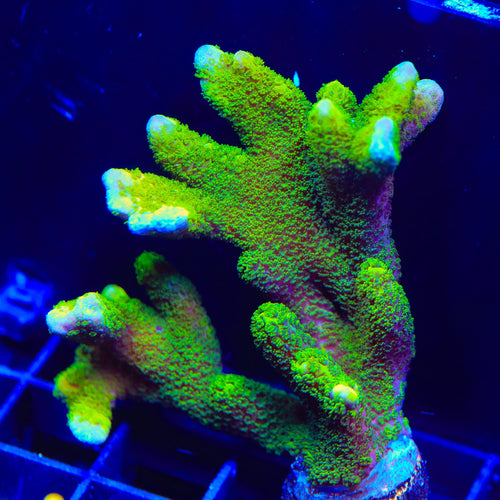 Nuclear Green Montipora Digitata Coral