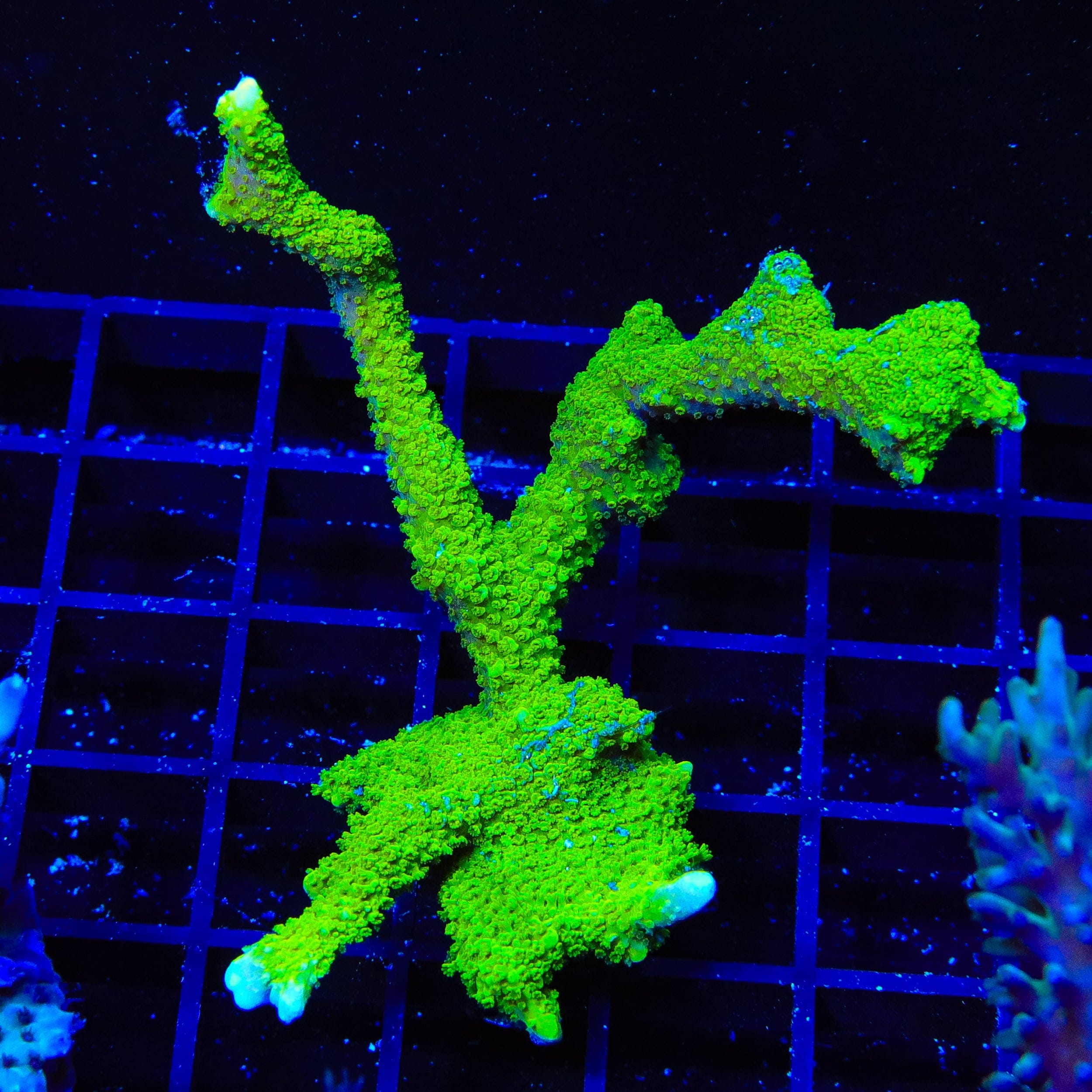 Nuclear Green Montipora Digitata XL Frag Coral
