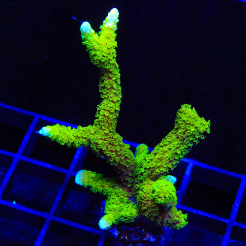 Nuclear Green Montipora Digitata XL Frag Coral