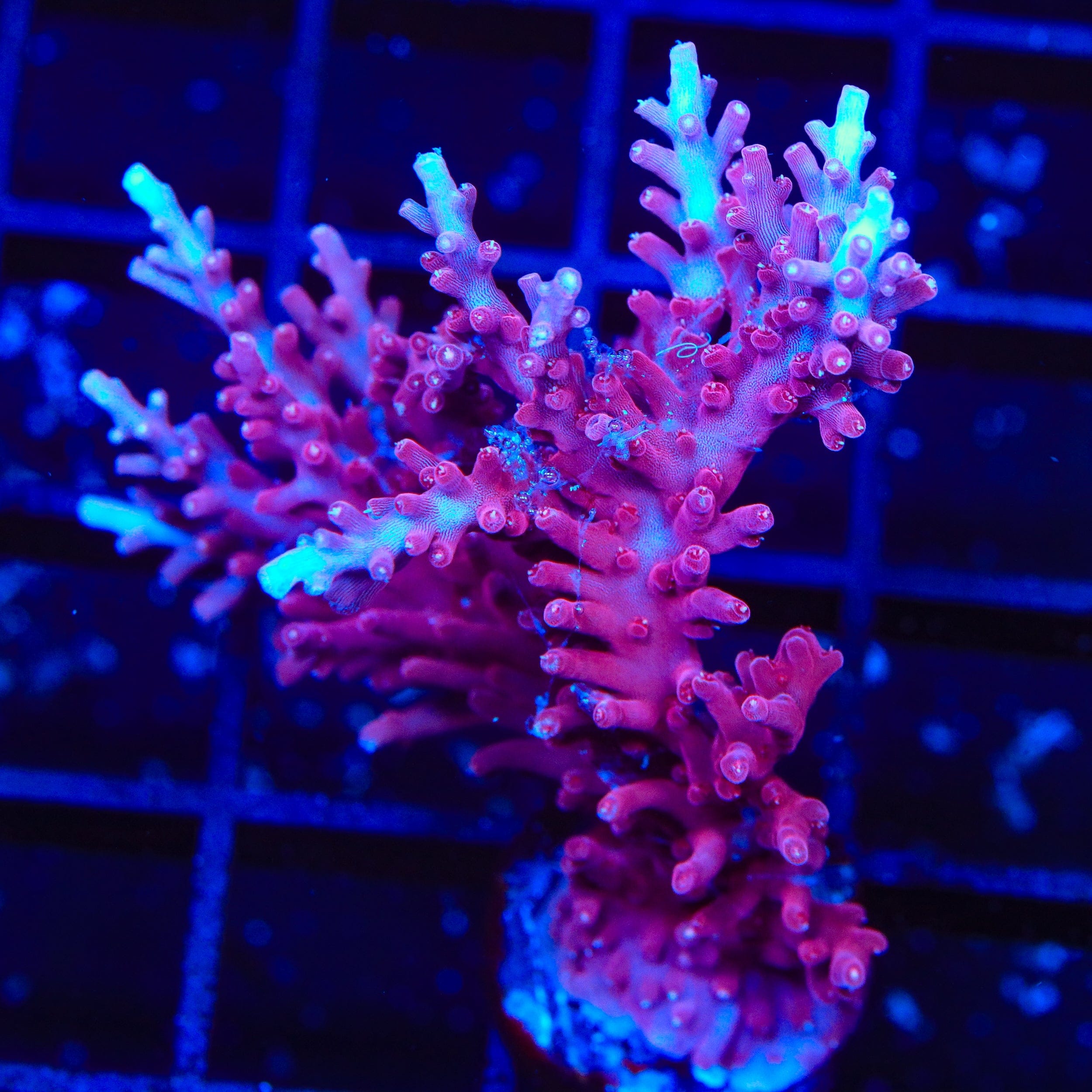 OG Red Dragon Acropora Colony Coral