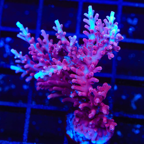 OG Red Dragon Acropora Colony Coral