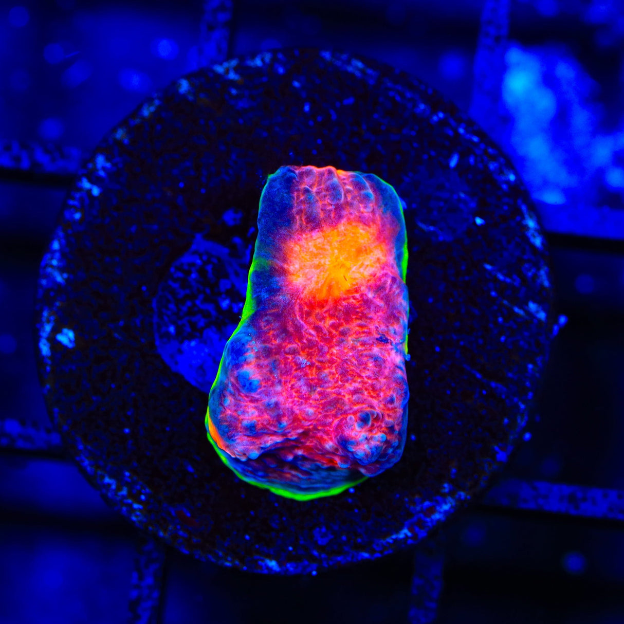 OG Red Dragon Acropora Coral