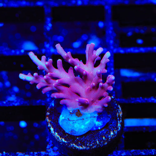 OG Red Dragon Acropora Coral