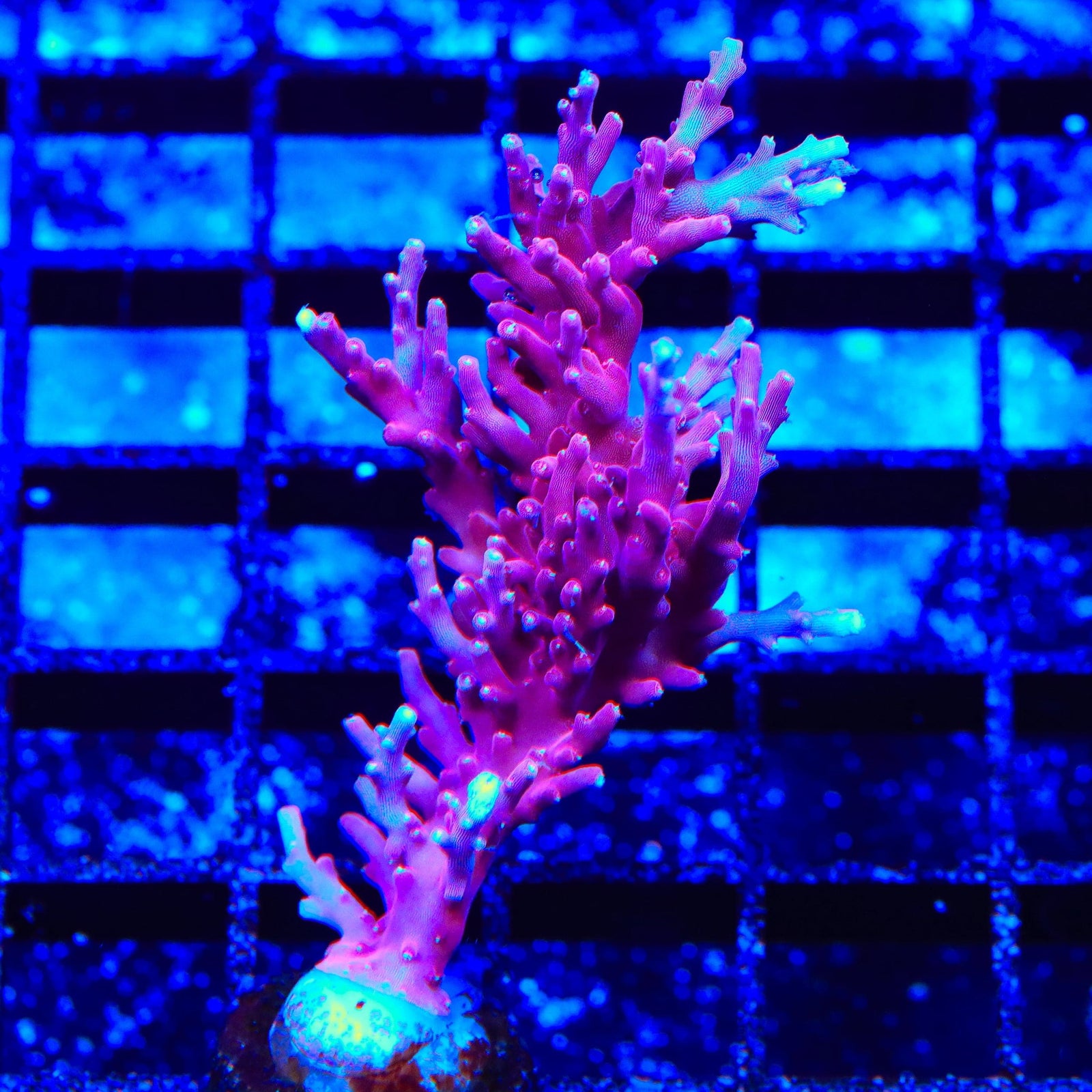 OG Red Dragon Acropora Coral