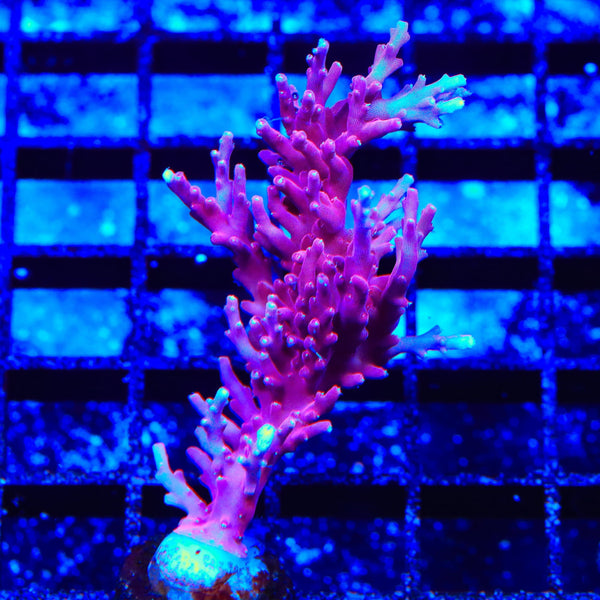 OG Red Dragon Acropora Coral
