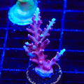 OG Red Dragon Acropora Coral