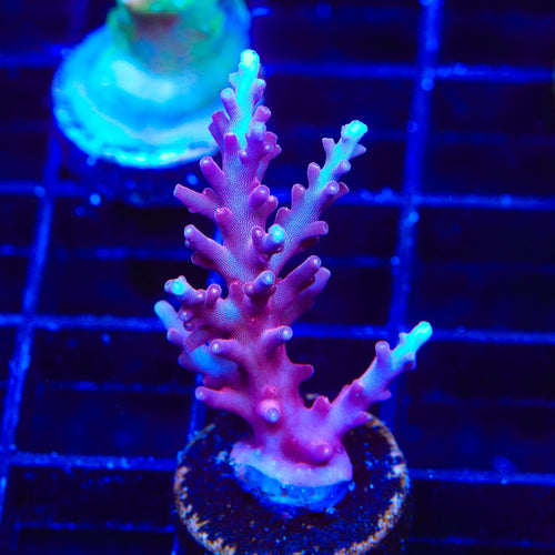 OG Red Dragon Acropora Coral