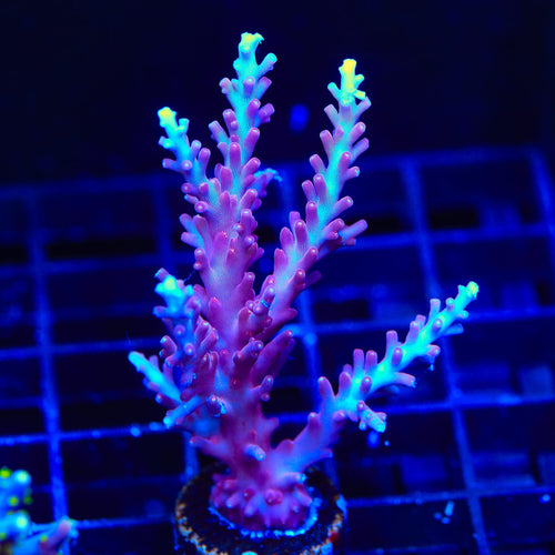 OG Red Dragon Acropora XL Frag Coral