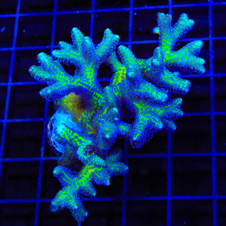 ORA Bird of Paradise Birdsnest Colony Coral