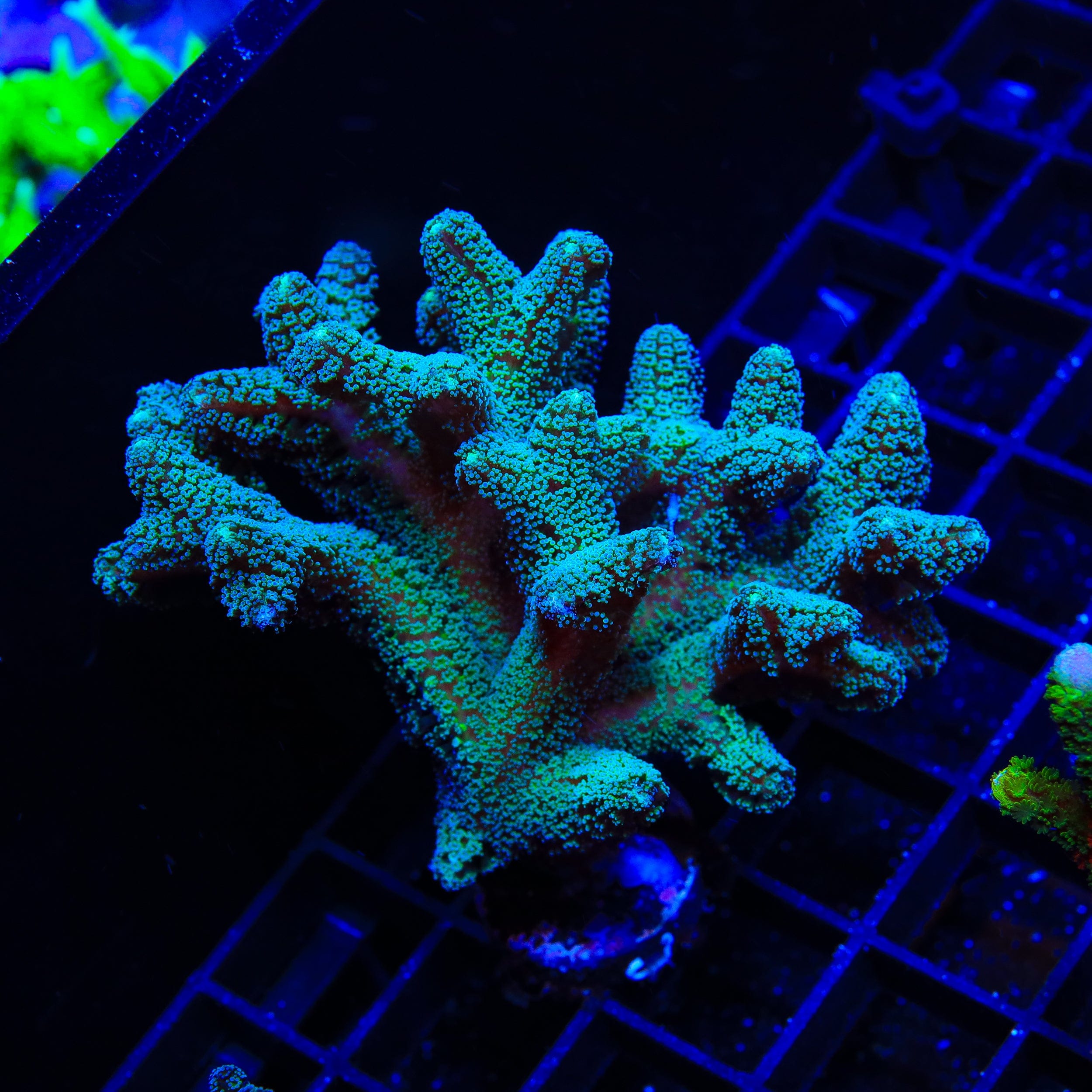 ORA Bird of Paradise Birdsnest Colony Coral