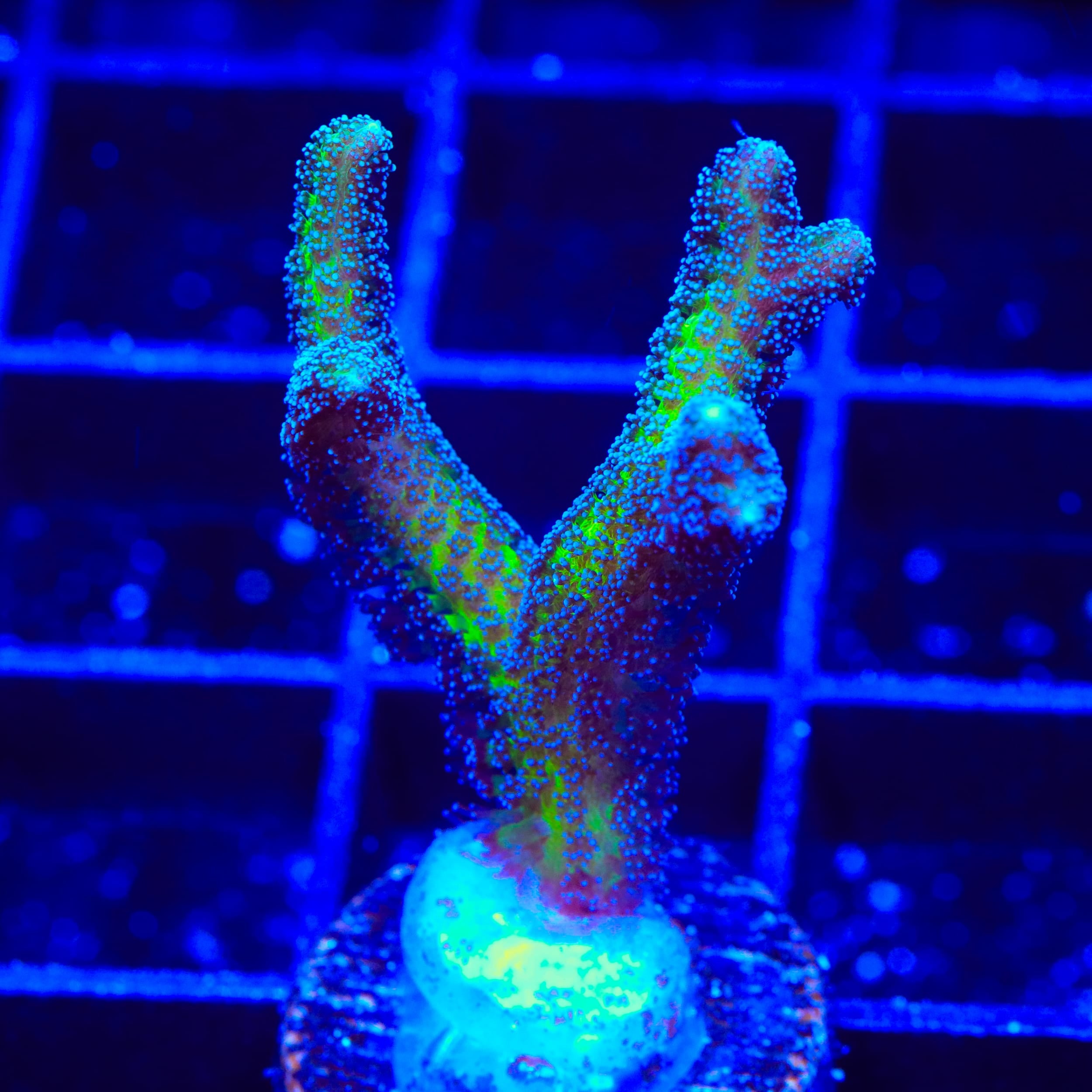 ORA Bird of Paradise Birdsnest Coral