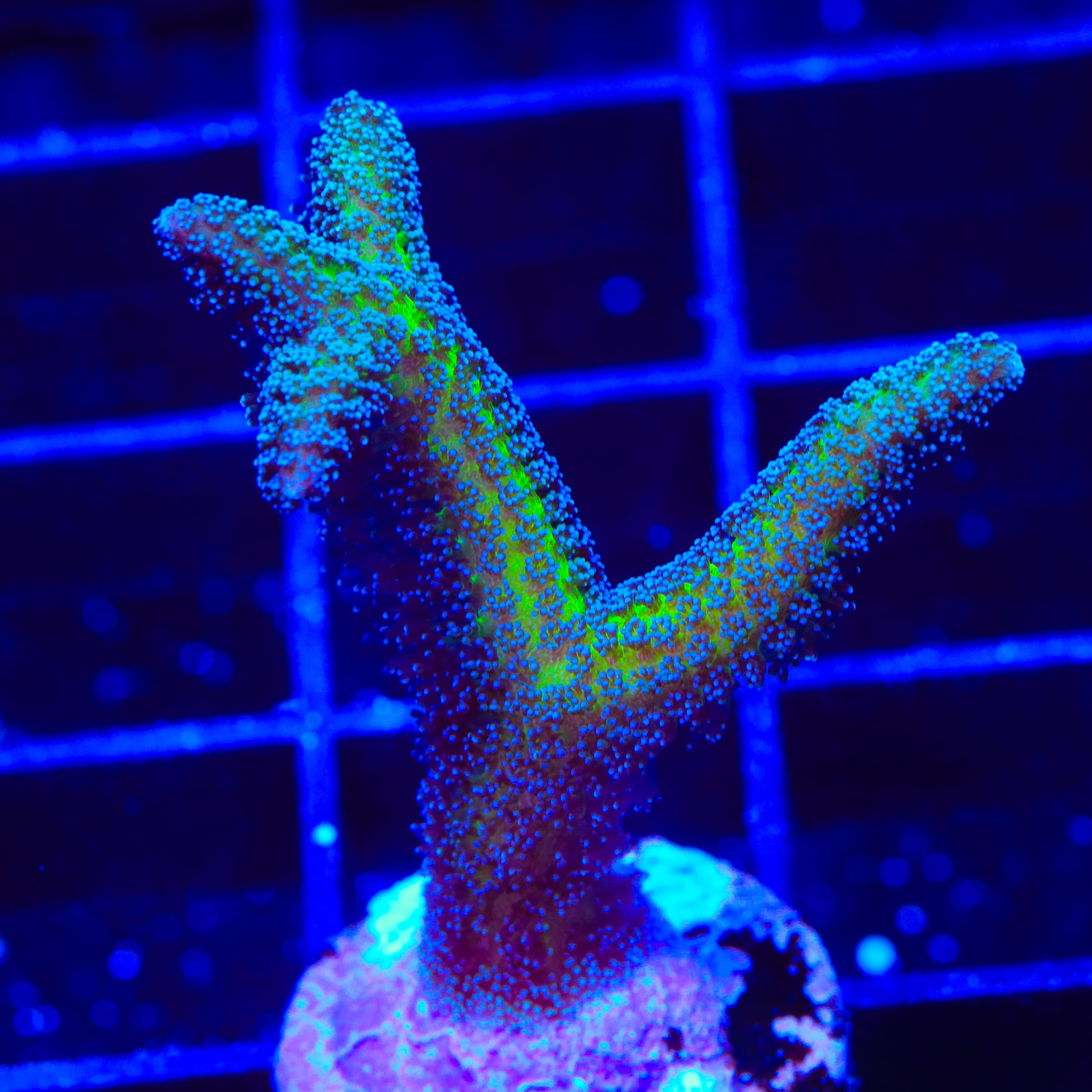 ORA Bird of Paradise Birdsnest Coral