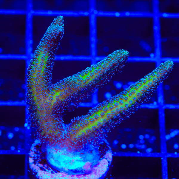 ORA Bird of Paradise Birdsnest Coral
