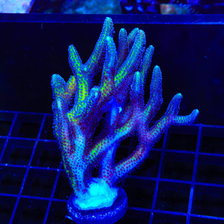 ORA Bird of Paradise Birdsnest XL Frag Coral