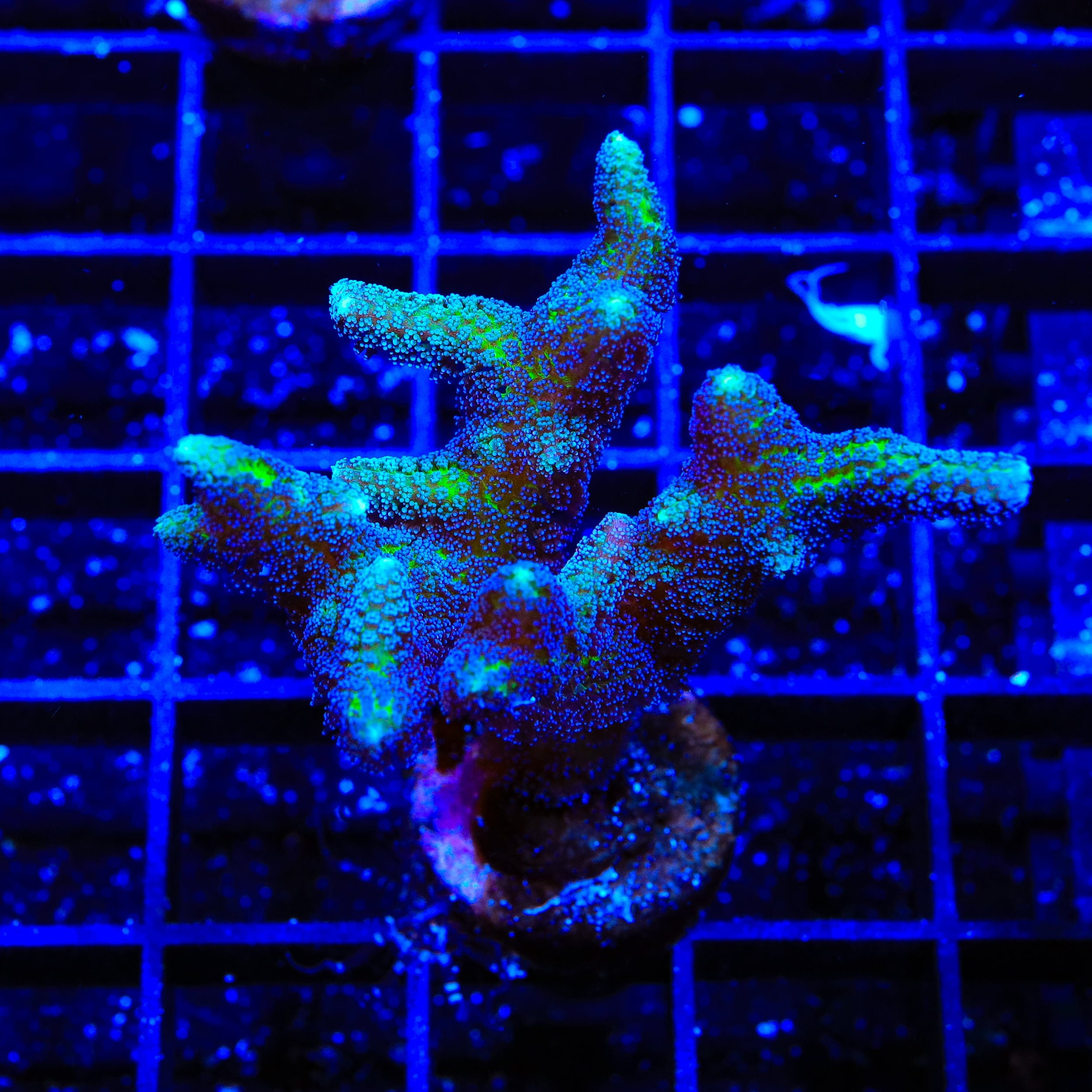 ORA Bird of Paradise Birdsnest XL Frag Coral