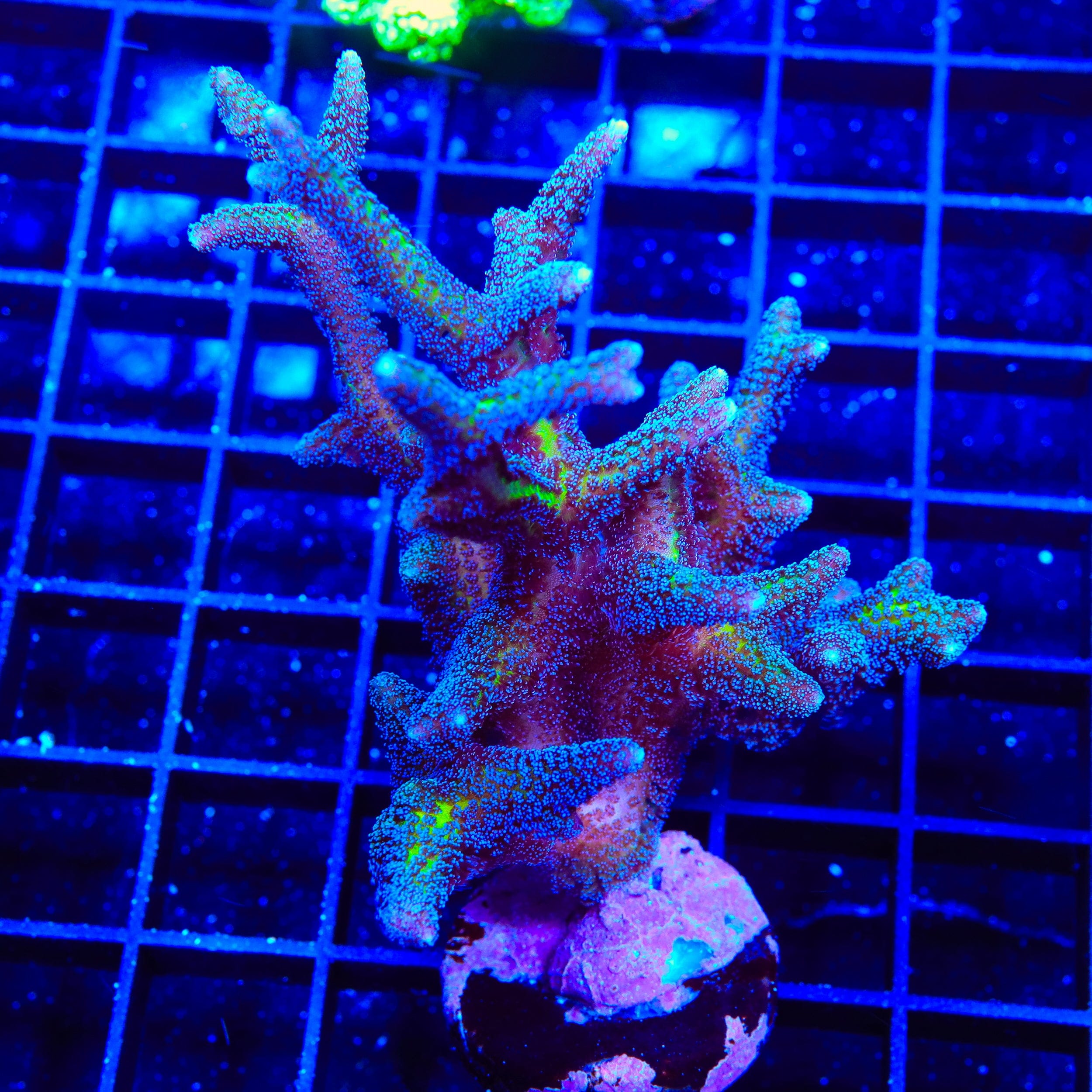 ORA Bird of Paradise Birdsnest XL Frag Coral – Top Shelf Aquatics