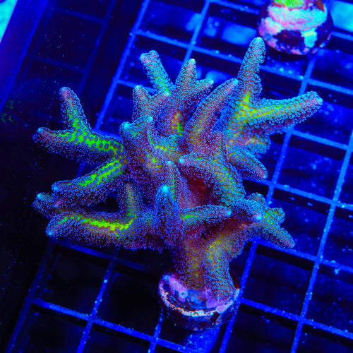 ORA Bird of Paradise Birdsnest XL Frag Coral