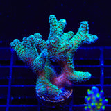 ORA Bird of Paradise XL Frag Coral