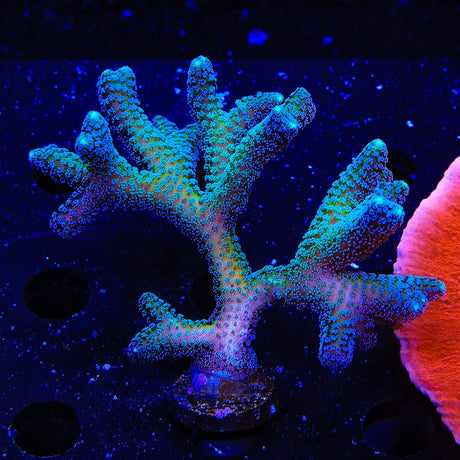 ORA Bird of Paradise XL Frag Coral