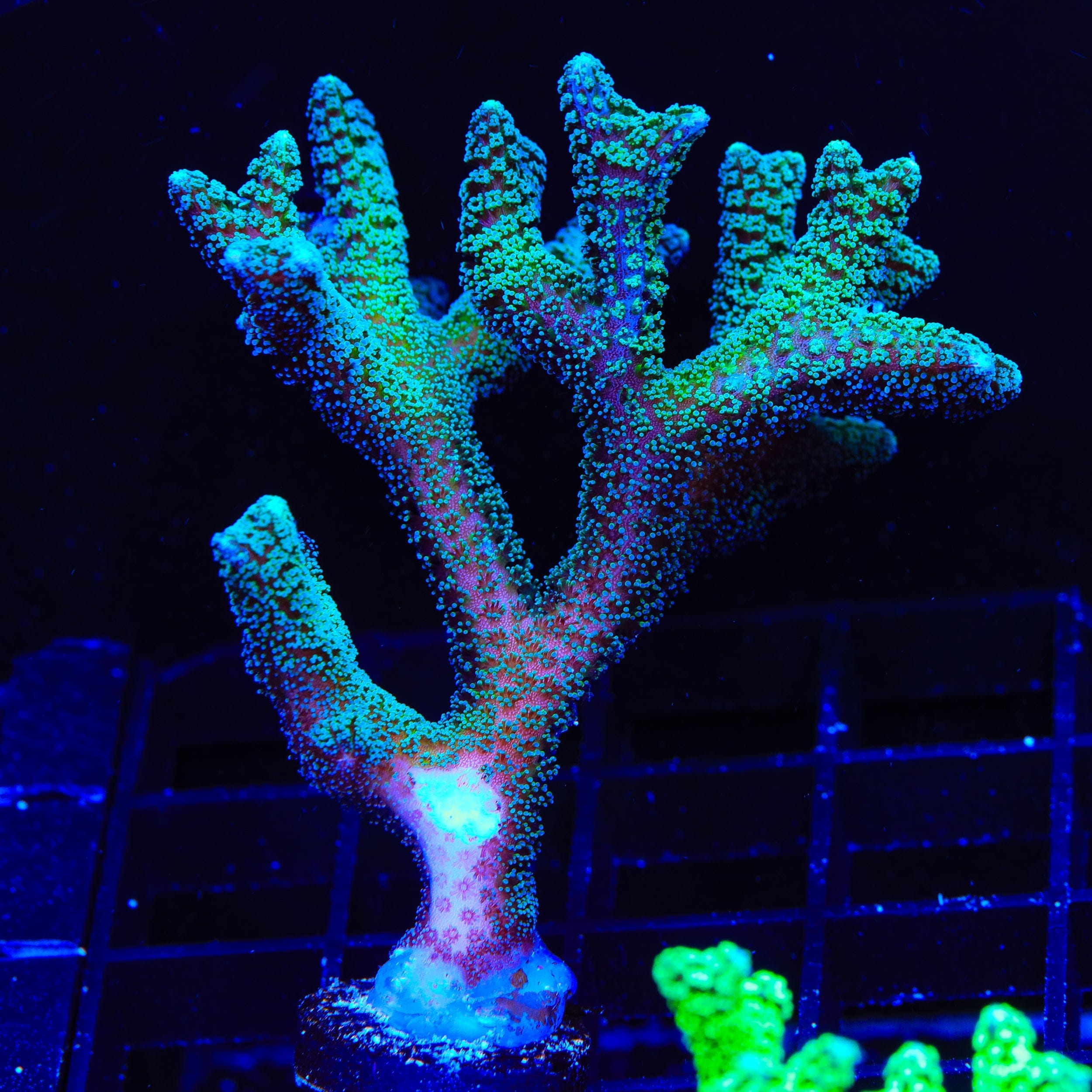 ORA Bird of Paradise XL Frag Coral – Top Shelf Aquatics