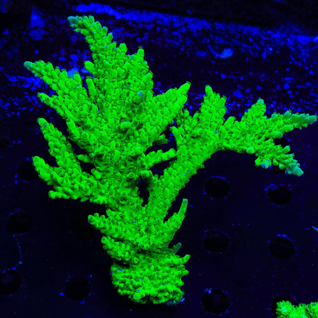 ORA Frogskin Acropora Colony Coral