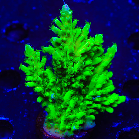 ORA Frogskin Acropora Coral