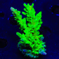 ORA Frogskin Acropora Coral