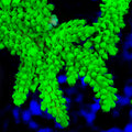 ORA Frogskin Acropora Coral