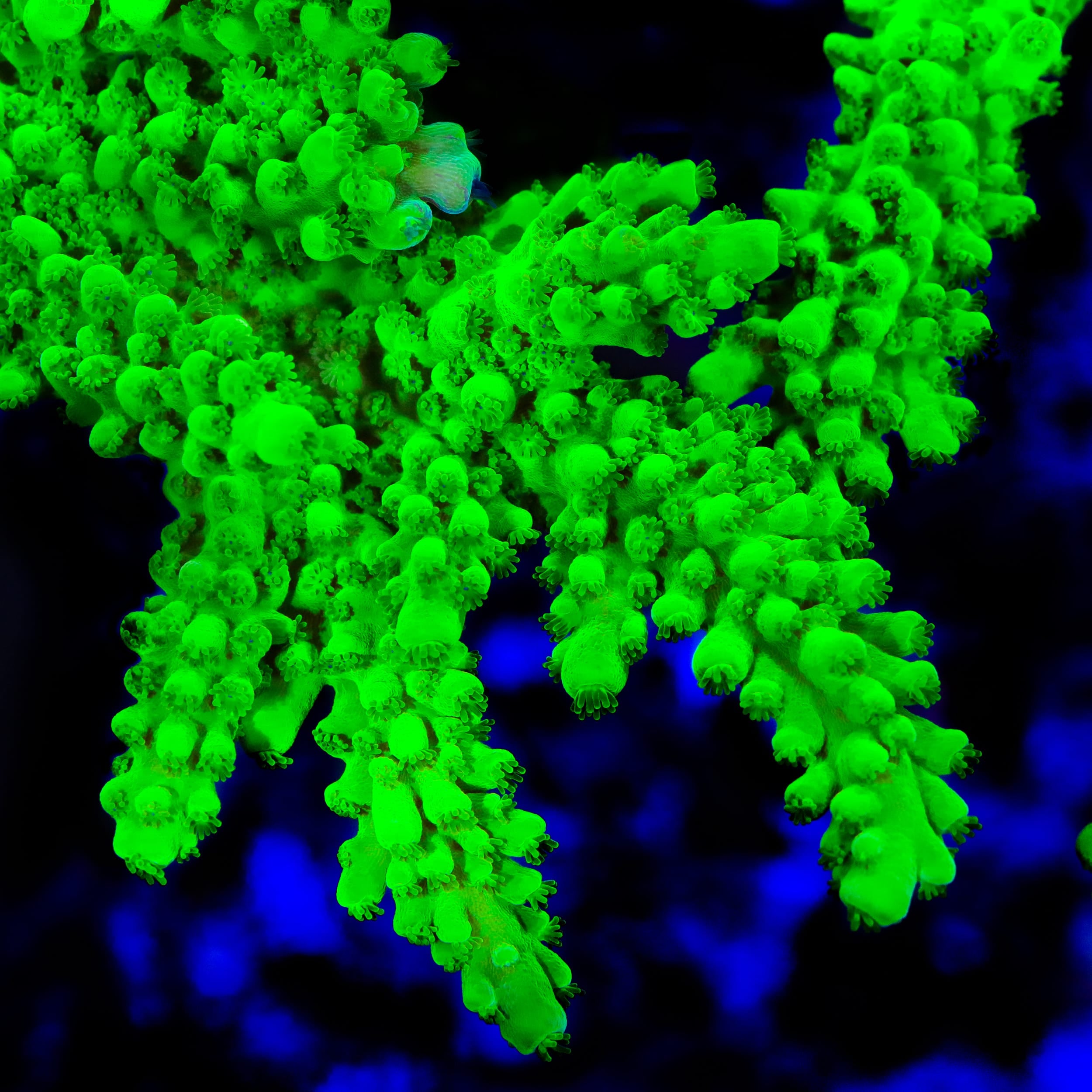 ORA Frogskin Acropora Coral