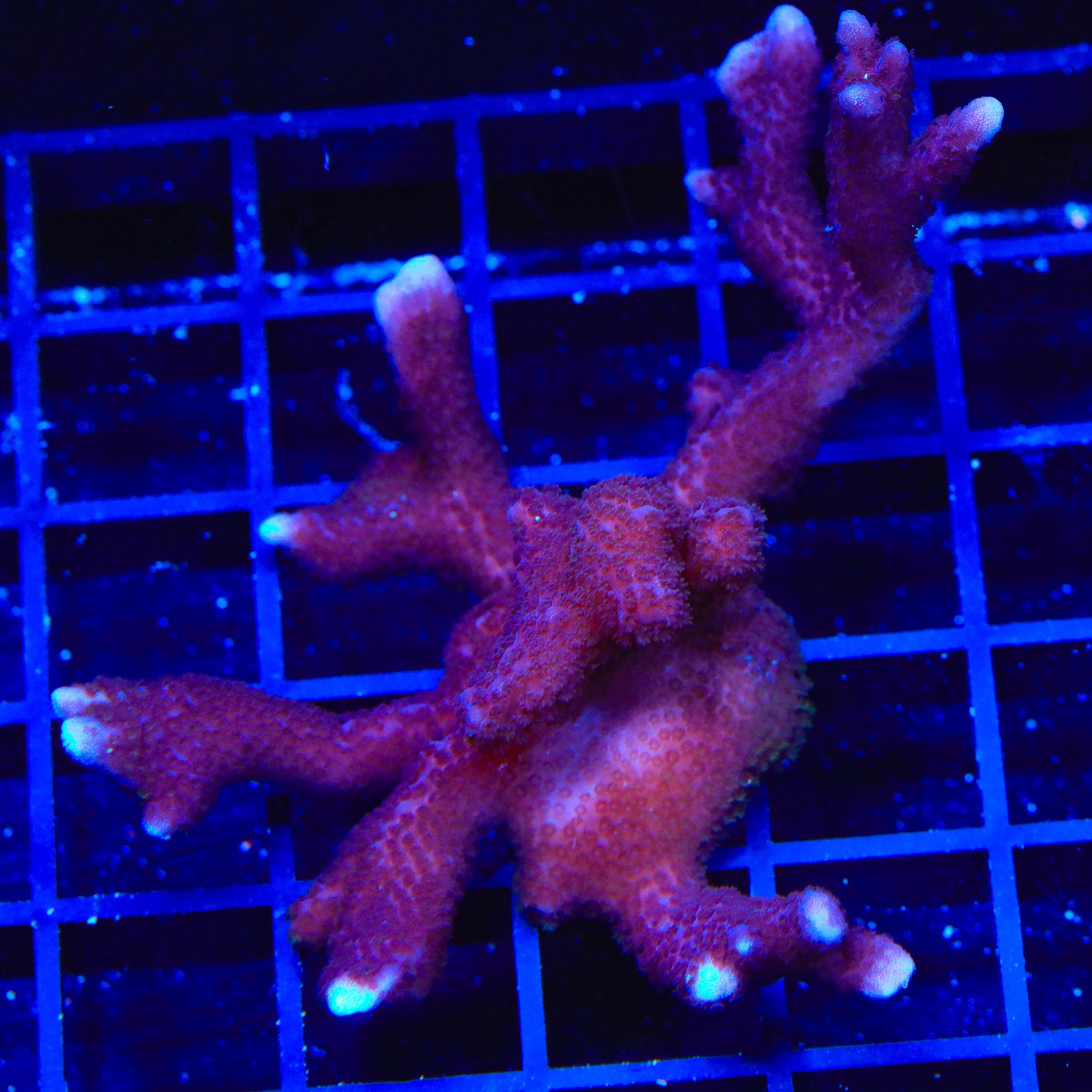 ORA German Blue Digitata Montipora Colony Coral