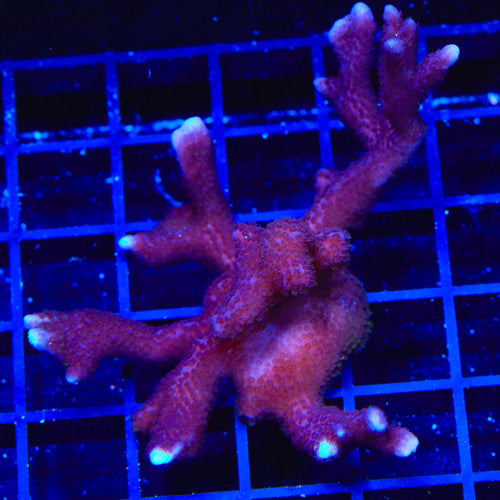ORA German Blue Digitata Montipora Colony Coral