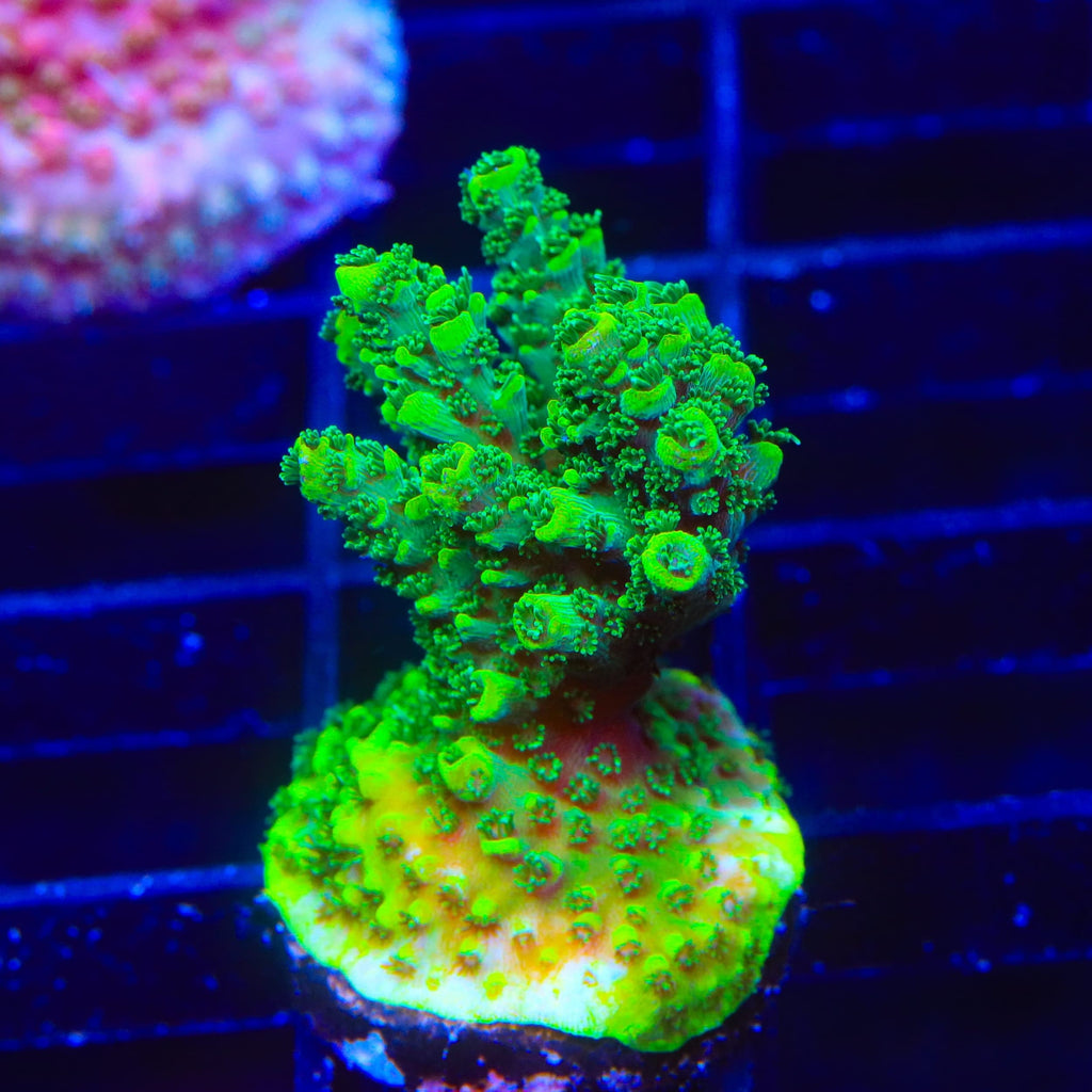 ORA Green Planet Acropora XL Frag Coral