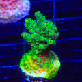 ORA Green Planet Acropora XL Frag Coral