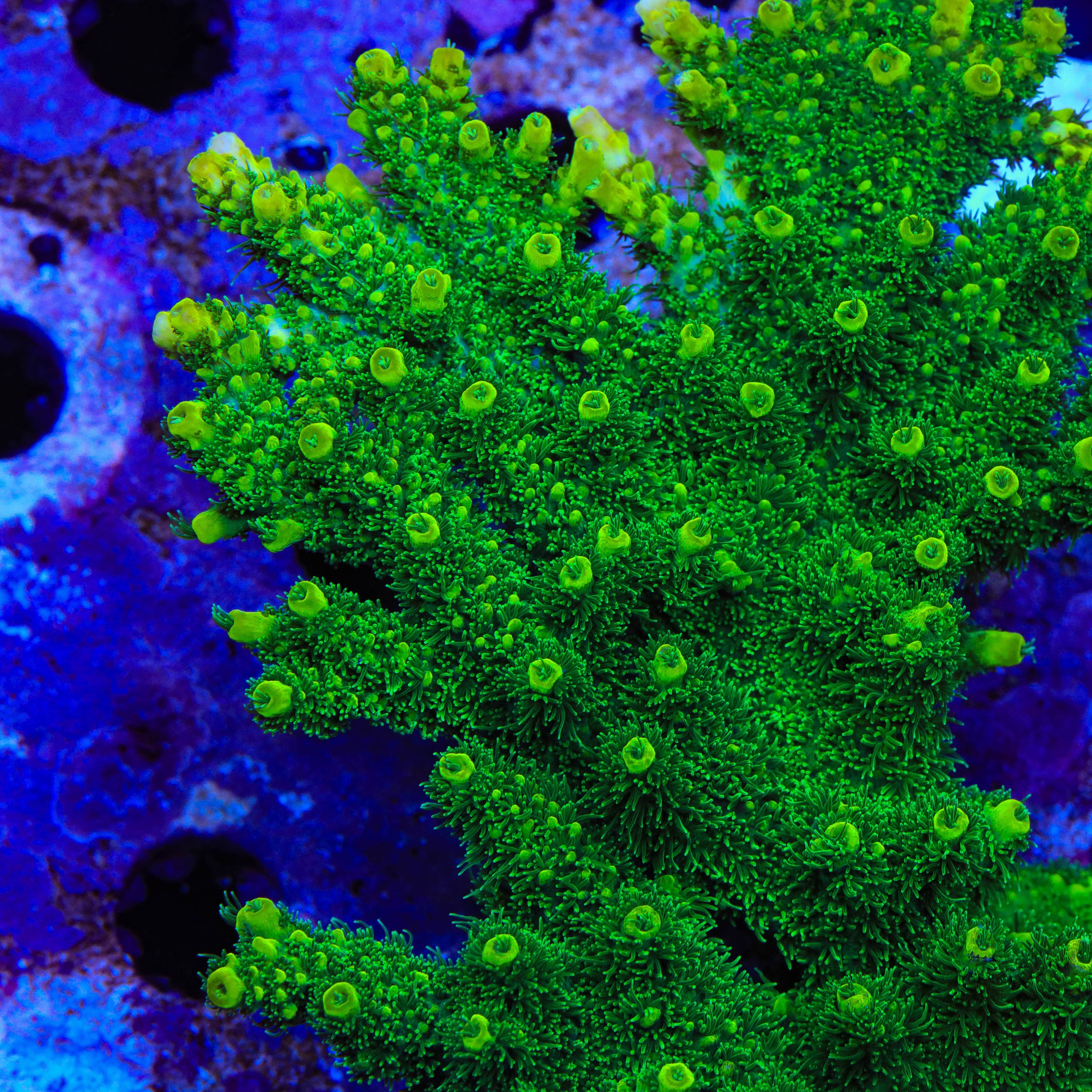 ORA Green Planet Acropora XL Frag Coral
