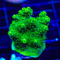 ORA Green Planet Acropora XL Frag Coral