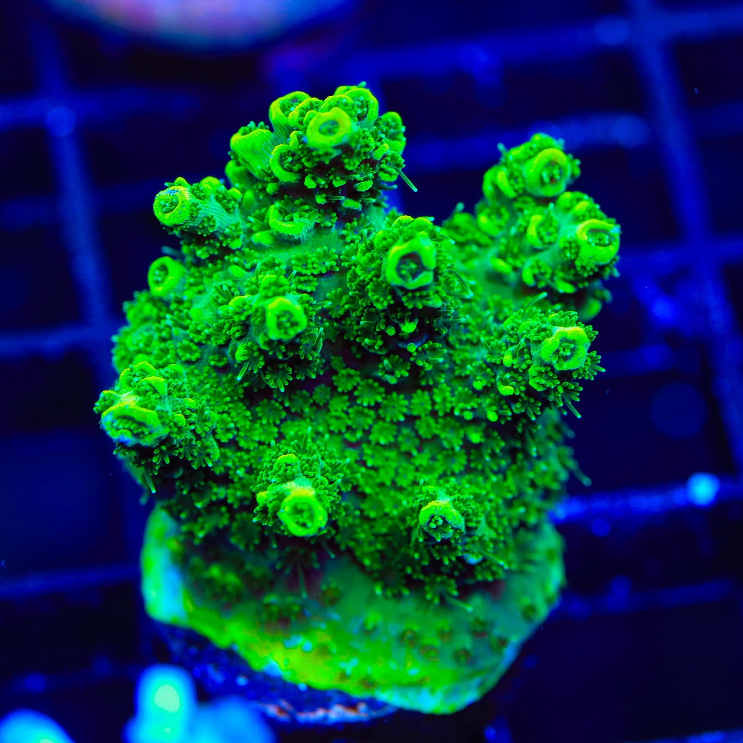 ORA Green Planet Acropora XL Frag Coral