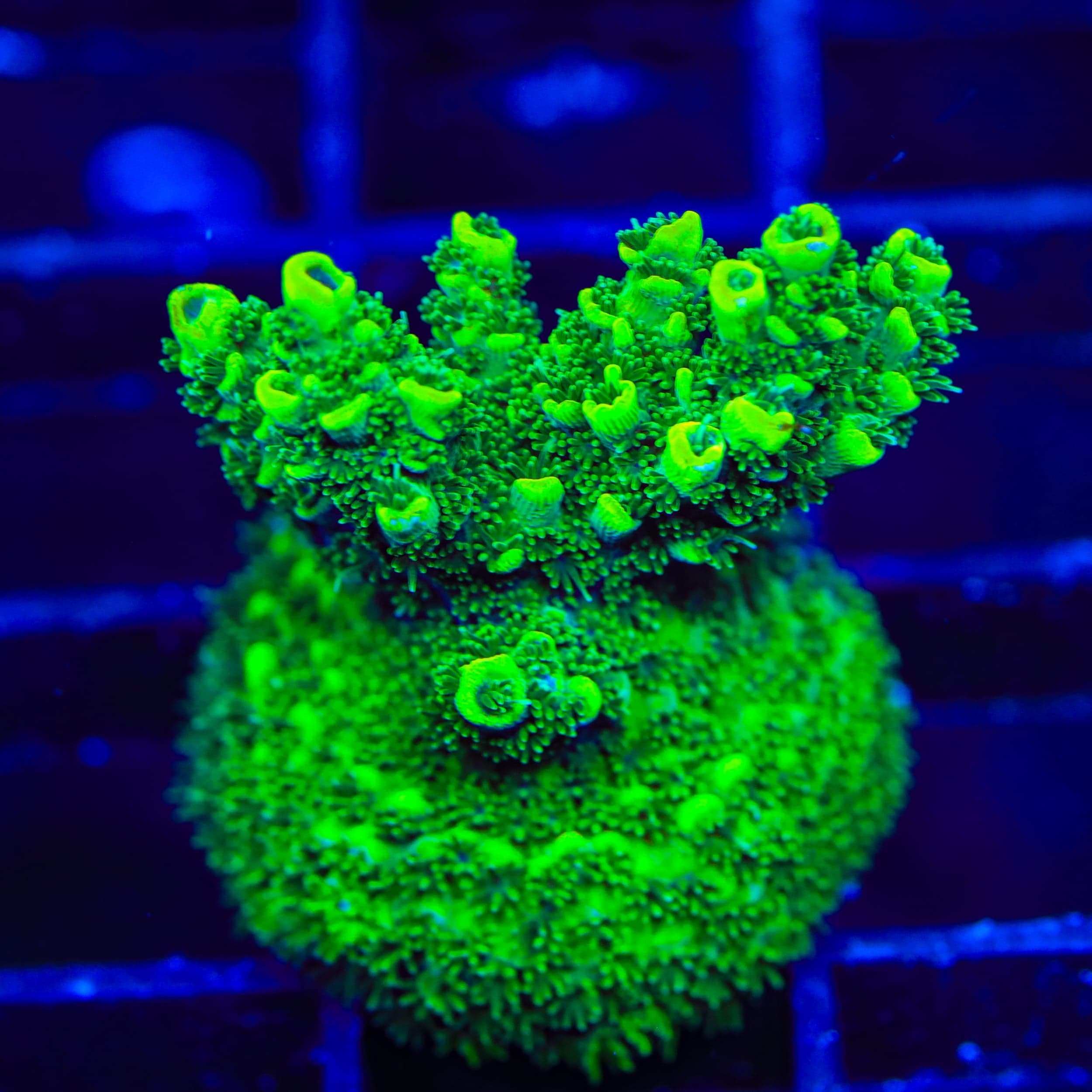 ORA Green Planet Acropora XL Frag Coral