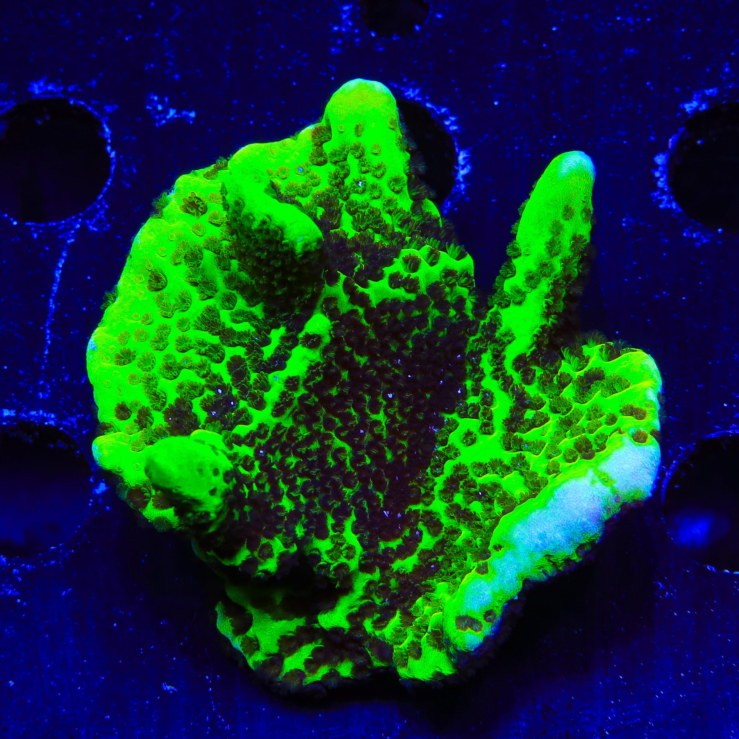 ORA Green Spongodes Montipora XL Frag Coral