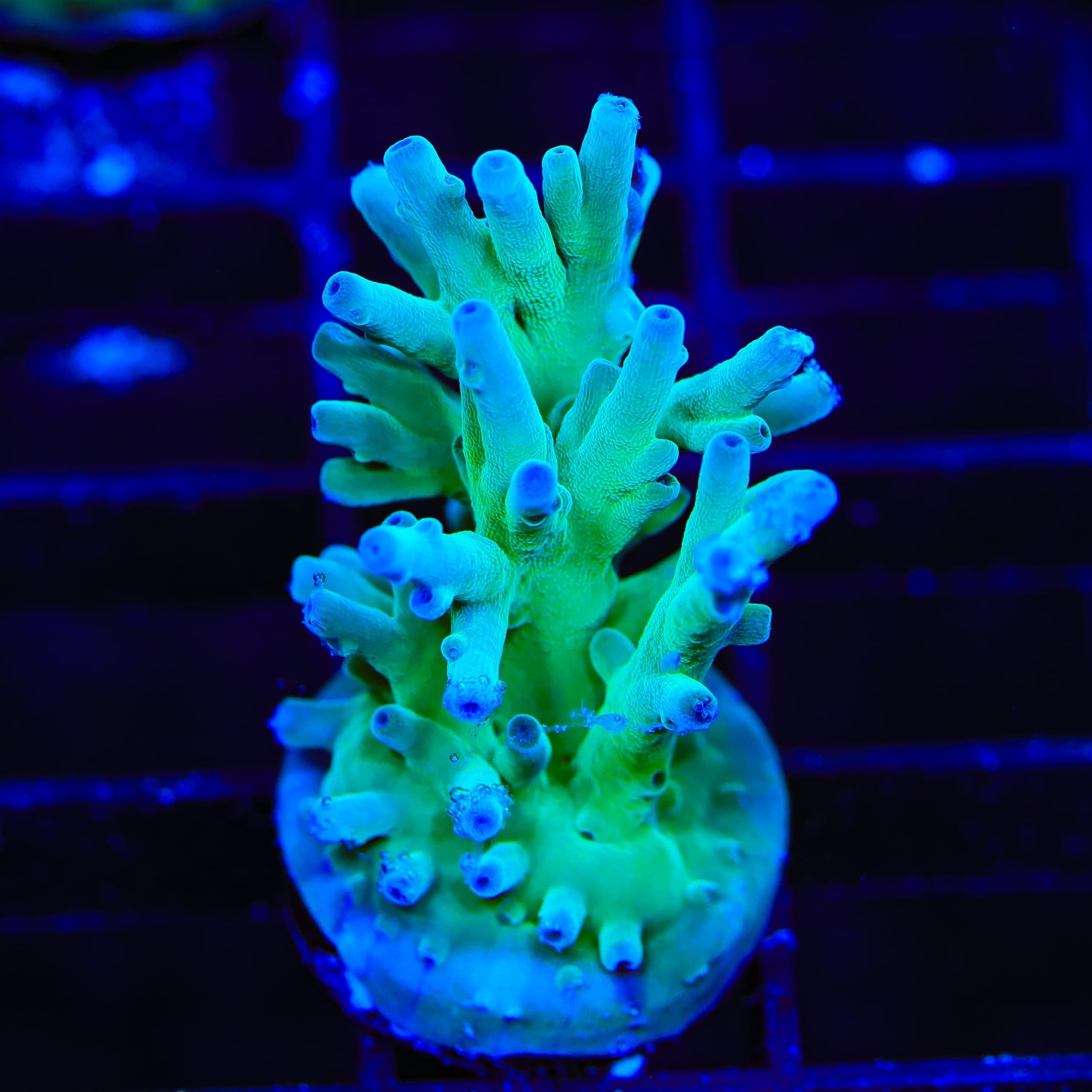 ORA Hawkins Echinata Acropora Coral