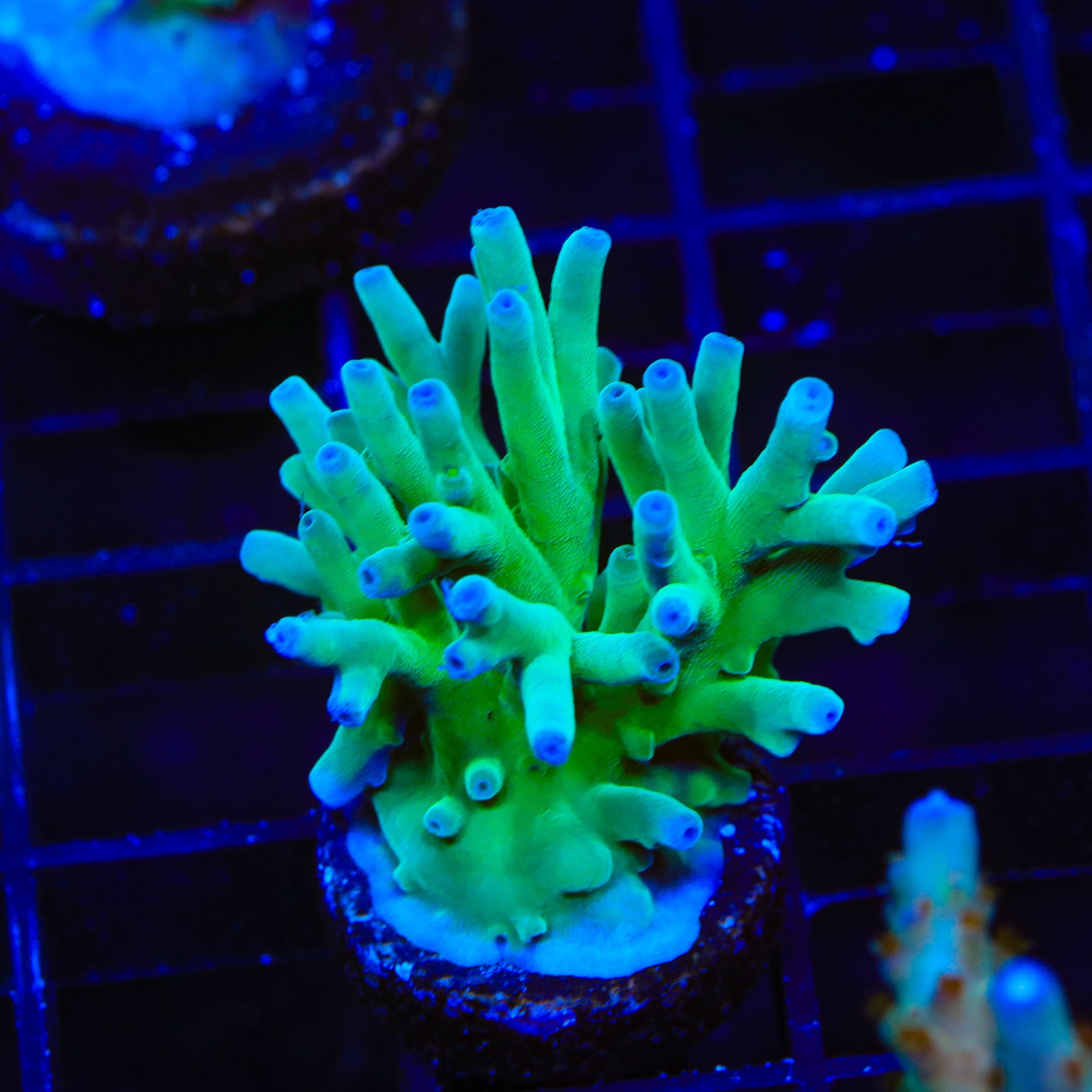 ORA Hawkins Echinata Acropora XL Frag Coral