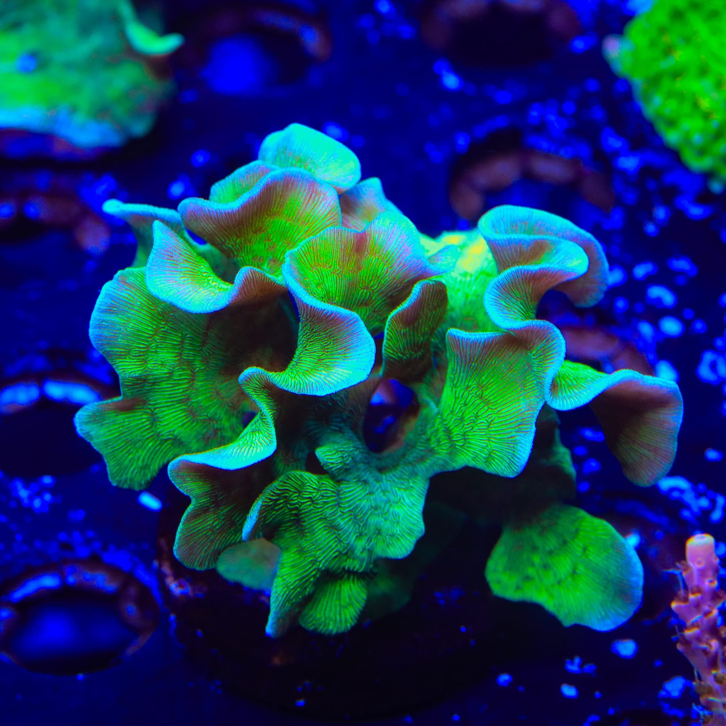 ORA Mint Pavona XL Frag Coral