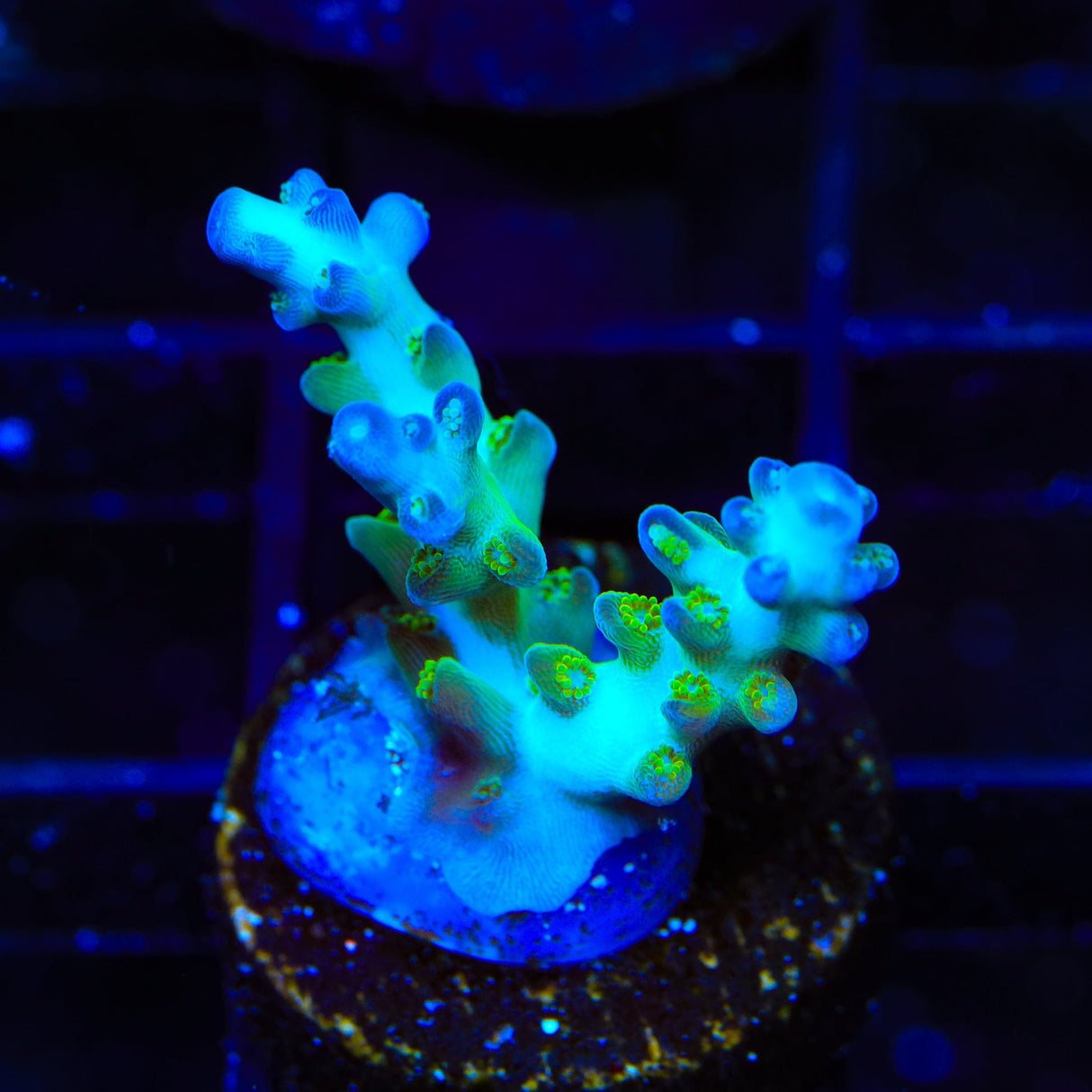 ORA Pearlberry Acropora Coral