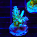 ORA Pearlberry Acropora Coral
