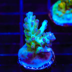 ORA Pearlberry Acropora Coral